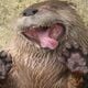 OtterXPT